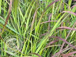 Image result for Panicum novemnerve
