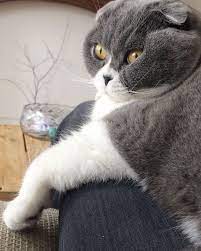 Pin By The Scottish Fold Cat On Scottish Fold Kitten Cat Scottish Fold Scottish Fold Kittens Scottish Fold
