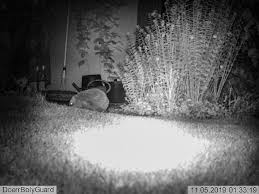 Haben selber welche im garten hocken:) wir machen aber erstmal nichts dagegen weil wir es schön finden ihnen zu zukucken. Zum Ersten Mal Erwischt Marder Im Garten Nicht Am Auto Hannover Gross Buchholz Myheimat De