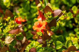 Image result for Barleria tanzaniana