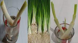 Jadi, letakkan botol air berisi daun bawang di tempat lain yang sejuk dan kering. Cara Praktis Tanam Daun Bawang Di Gelas Isi Air Youtube