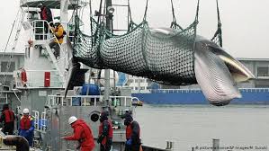 Maybe you would like to learn more about one of these? Jepang Akan Kembali Memburu Paus Dunia Informasi Terkini Dari Berbagai Penjuru Dunia Dw 26 12 2018