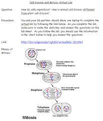 The cell cycle and cancer 2. 29 Onion Cell Mitosis Worksheet Answers Free Worksheet Spreadsheet