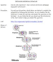 Mitosis virtual lab worksheet answer key : 29 Onion Cell Mitosis Worksheet Answers Free Worksheet Spreadsheet