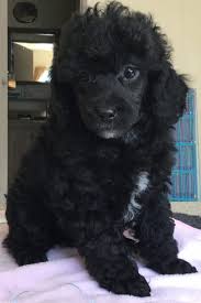 Appearance and needs of the poodle. Miniature Poodle Puppies For Sale La Pine Or Poodle Puppies For Sale Poodle Puppy Miniature Poodle Puppy