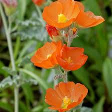 When i think of flavours, i think colour, so lemon should be yellow and orange is orange. Munro S Orange Globe Mallow Sphaeralcea Munroana High Country Gardens