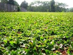 Halaman bisa di bagi menjadi dua fungsi , yang pertama untuk tempat lalu lalang aktivitas sehari hari seperti parkir mobil motor atau pejalan kaki dan satunya untuk ruang penghijau. Jual Rumput Gajah Mini Di Manado Www Stewartflowers Net