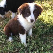 Miniature American Shepherd Puppy For Sale In Fort Morgan Co Adn 42526 On Puppyfinder Com Gend Miniature American Shepherd American Shepherd Shepherd Puppies