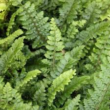 Image result for Polystichum