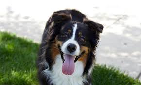 We did not find results for: Dubai Dog Grooming Coupons And Vouchers Save Up To 70 On Dog Grooming In Dubai With Groupon Ae