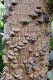 Image result for Erythrina fusca