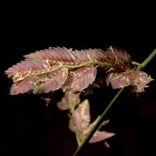 Image result for Eragrostis chapelieri