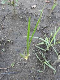 Image result for Curculigo pilosa