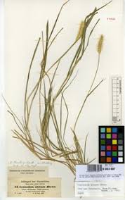 Image result for Cenchrus geniculatus