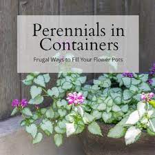 16 perennials that attract hummingbirds to your garden! Perennials For Containers Frugal Ways To Fill Your Flower Pots