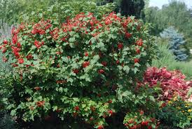 We did not find results for: Viburnum Opulus Var Opulus Compactum Landscape Plants Oregon State University