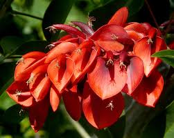 Click on the link in the photo's remark for info and to see more images of that species. Red Flowering Trees Flickr