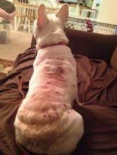 Bouledogue or bouledogue français) is a breed of domestic dog, bred to be companion dogs. French Bulldog Rescue Network Allergy Info