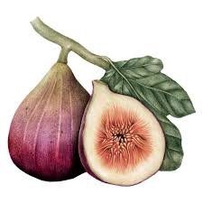 On the other hand, the dried form of fig is easily. Figara11 Fresh From Farm To Palm