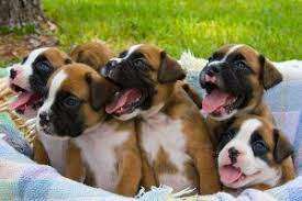 Hello, we have 5 adorable female boxer puppies available at this time that we are accepting deposits on. Boxer Puppies For Sale Petland Novi Michigan