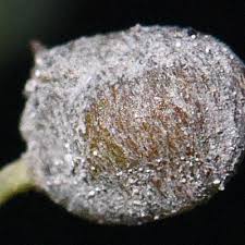 Image result for Marsilea subterranea