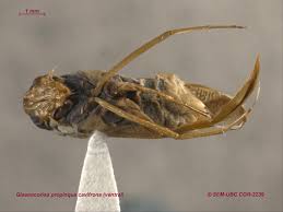 Image result for Isoglossa gregorii