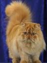 Persian Cat Breed Information, Pictures, Characteristics ...