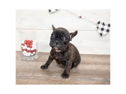 And don't forget the puppyspin tool, which is another fun and fast way to search for puppies for sale near chicago, illinois, usa area and dogs for adoption near. French Bulldog Dog Female Brindle 2621774 Petland Pets Puppies Chicago Illinois