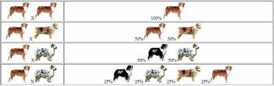 Australian Shepherd Color Genetics Chart For Breeding A Red Tri Never Breed A Merle Wi Australian Shepherd Colors Aussie Shepherd Australian Shepherd Puppies