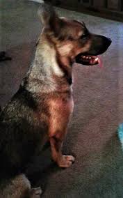 Nowadays they are one of the most popular dogs, find the list of top 15 most popular gsd mix dogs. Pin On Photos From Lost Dogs Minnesota