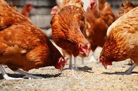 What should i feed my backyard hens? Best Chicken Feed Options For Your Flock