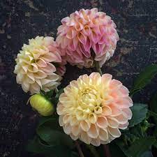 The Dahlias Dahlia Dahlia Flower Herbaceous Perennials
