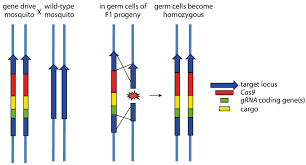 Experiments in mice suggest that the technology has a long way to go before being used for pest control in the wild. Principle Of A Crispr Cas9 Based Gene Drive In Mosquitoes A Compound Download Scientific Diagram