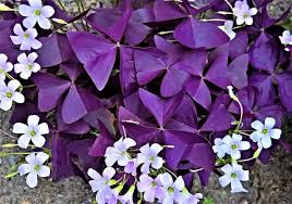 They should only be planted in very well drained soil. How To Care For Oxalis Triangularis Happy Diy Home