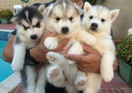 She gets many compliments on her mature demeanor. Jay Diaz Jaydiaz4840 Jaydiaz4840 On Pinterest See Collections Of Their Favorite Ideas