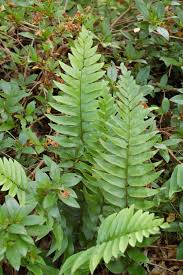 Sow the fern spores on the peat pellets. Hardy Japanese Holly Fern Cyrtomium Fortunei Fancy Fronds Nursery