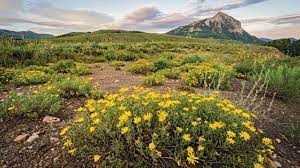 The colorado blue columbine grows in the alpine foothills and is easy to identify by its yellow stamens, white petals and blue sepals. A Guide To Colorado S Spectacular Wildflower Season 5280