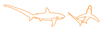 Thresher Shark Dimensions & Drawings | Dimensions.com