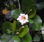 Image result for Gardenia brachythamnus