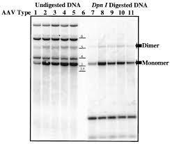 Image result for White 1998 AAV