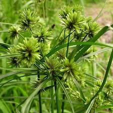Image result for Cyperus ajax