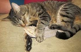 Cats Love To Cuddle With Them Baby Bearded Dragon Bearded Dragon Funny Bearded Dragon Cute