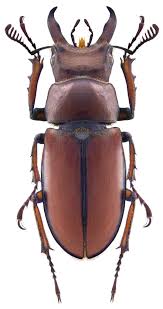 We did not find results for: Lucanus Koyamai Wikispecies