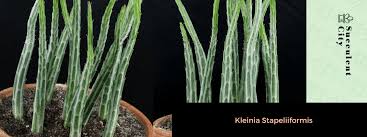 Image result for Kleinia