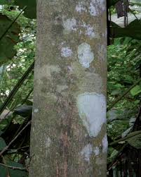 Image result for Multidentia concrescens
