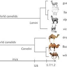It was established in 1997 and is. Pdf The History Of Old World Camelids In The Light Of Molecular Genetics
