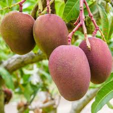 Image result for Mangifera