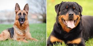 If it is a puppy, then protein should be 22% in his diet and 8% fat. German Shepherd Rottweiler Mix Breed Info Facts Pictures All Things Dogs All Things Dogs