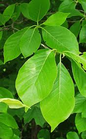 Image result for leaf margin entire