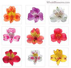 Check spelling or type a new query. Alstroemeria Alstroemeria Flower Peruvian Lily Flowers Near Me